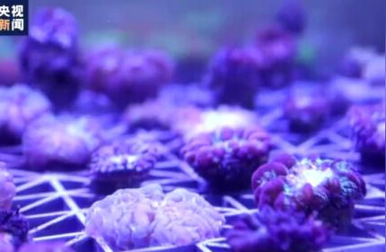 探索地球的秘密：5亿年来珊瑚的惊人发现